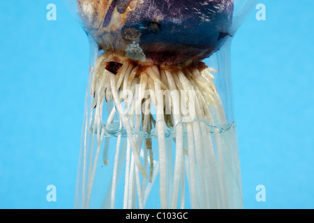 Hyazinthe Wurzeln wachsen im Wasser in der Vase Stockfoto