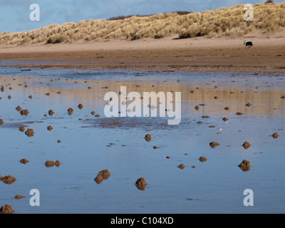 Wattwurm, Interpretation den Yachthafen, Umwandlungen oder Gussteile, Westward Ho!, Devon, UK Stockfoto