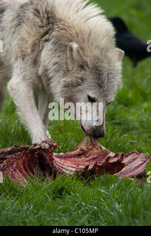 Ein Bild von einem grauen Wolf (Canis Lupus) Essen aus ein Tierkadaver Stockfoto