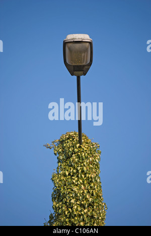 Laternenpfahl weitgehend durch schleichende Vegetation verdeckt Stockfoto