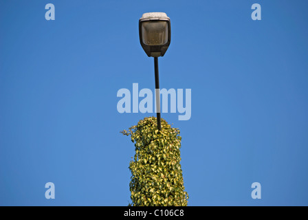 Laternenpfahl weitgehend durch schleichende Vegetation verdeckt Stockfoto