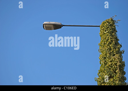 Laternenpfahl weitgehend durch schleichende Vegetation verdeckt Stockfoto