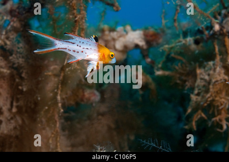 Unterwasser-Fotografie von einem Lyretail Lippfische (Bodianus Anthioides) fotografiert im Roten Meer Israel Stockfoto