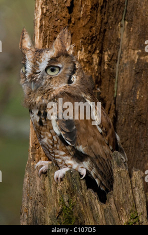 Common Screech Owl (Megascos asio) Rufous oder rote Phase, Herbst, Ost-USA, von Skip Moody/Dembinsky Photo Assoc Stockfoto