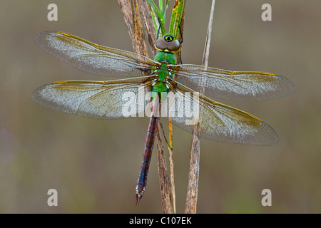 Common Green Darner Libelle Anax junius E N. America, von Skip Moody/Dembinsky Photo Assoc Stockfoto