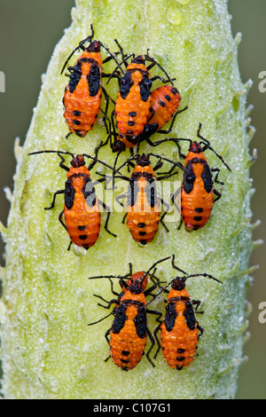 Taufrische große Wolfsmilch Bug Nymphen Oncopeltus Fasciatus auf gemeinsame Milkweed Seed pod Asclepias Syriaca im Osten der USA Stockfoto