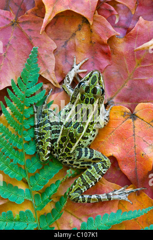 Northern Leopard Frog Rana pipiens auf Ahornblätter im Osten der USA Stockfoto