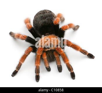 Tarantel, Brachypelma Boehmei, vor weißem Hintergrund Stockfoto