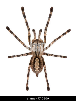 Tarantel, Poecilotheria Fasciata, vor weißem Hintergrund Stockfoto