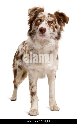 Red Merle Border Collie, 6 Monate alt, vor weißem Hintergrund Stockfoto