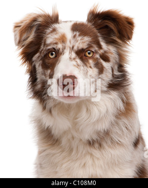 Nahaufnahme von Red Merle Border Collie, 6 Monate alt, vor weißem Hintergrund Stockfoto