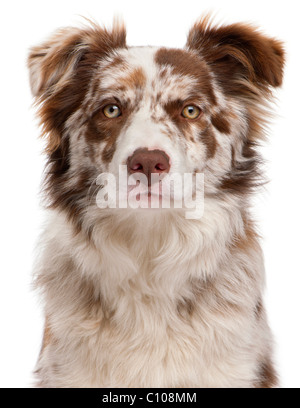Nahaufnahme von Red Merle Border Collie, 6 Monate alt, vor weißem Hintergrund Stockfoto