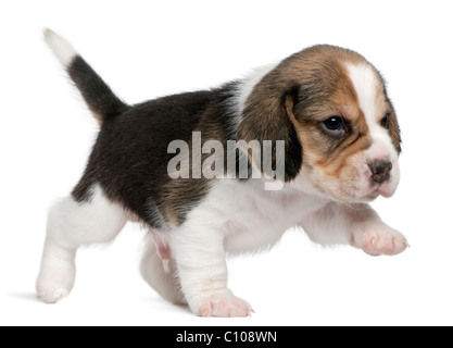 Beagle Welpen, 1 Monat alt, zu Fuß vor weißem Hintergrund Stockfoto