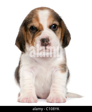 Beagle Welpen, 1 Monat alt, sitzt vor weißem Hintergrund Stockfoto