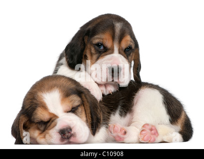 Zwei Beagle Welpen, 1 Monat alt, vor weißem Hintergrund Stockfoto