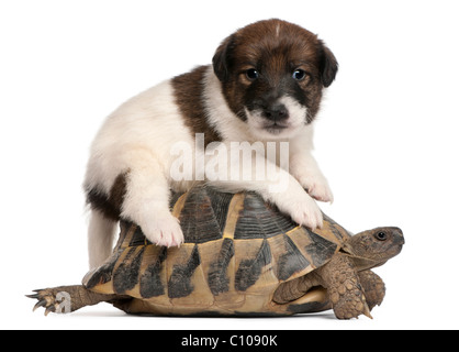 Fox Terrier Welpen, 1 Monat alt, und Hermann Schildkröte, Testudo Hermanni, vor weißem Hintergrund Stockfoto