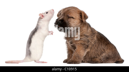 Cairn Terrier Welpen, 6 Wochen alt, und eine Ratte vor weißem Hintergrund Stockfoto