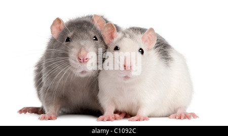 Two rats, 12 months old, in front of white background Stockfoto