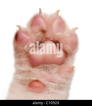 Nahaufnahme des Welpen die Pfote, 4 Wochen alt, vor weißem Hintergrund Stockfoto