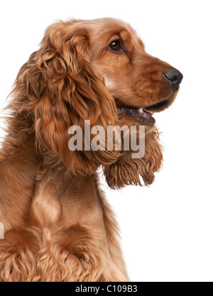 English Cocker Spaniel, 2 Jahre alt, vor weißem Hintergrund Stockfoto
