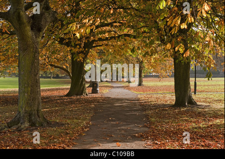 Blick auf die Allee mit großen sonnendurchfluteten Bäumen auf dem Streuner, Harrogate, North Yorkshire - schöne Herbstfarben und -Farben in ruhiger, landschaftlich schöner öffentlicher Parklandschaft. Stockfoto