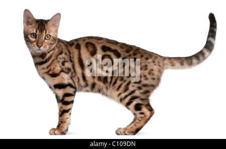 Bengal Kätzchen, 5 Monate alt, vor weißem Hintergrund Stockfoto