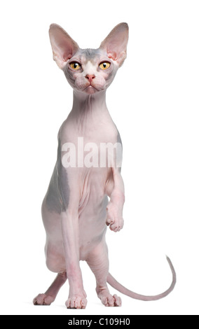 Sphynx Kätzchen, 7 Monate alt, vor weißem Hintergrund Stockfoto