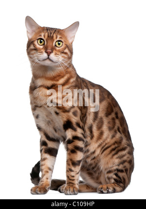 Bengal-Katze, 18 Monate alt, vor weißem Hintergrund Stockfoto
