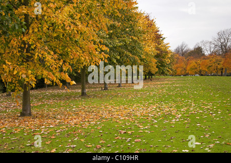 Baumallee in landschaftlich reizvoller Parklandschaft (farbenfrohe Herbstlaub-Baldachin & Teppich aus gefallenen Blättern) - The Stray, Harrogate, England, GB, Großbritannien. Stockfoto