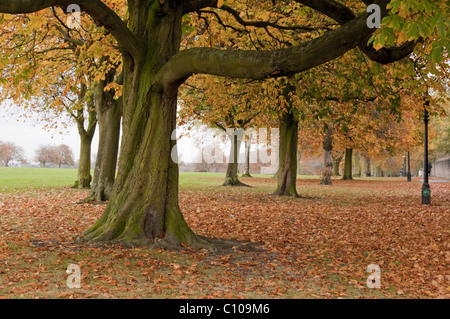 Baumallee in landschaftlich reizvoller Parklandschaft (farbenfrohe Herbstlaub-Baldachin & Teppich aus gefallenen Blättern) - The Stray, Harrogate, England, GB, Großbritannien. Stockfoto