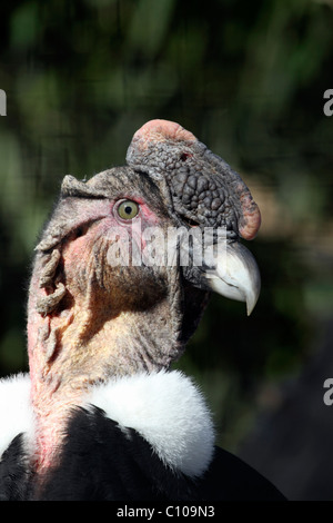 Nahaufnahme des Kopfes ein männlicher Andenkondor Vultur Kondor, Bergen County Zoo, Paramus, New Jersey, USA Stockfoto