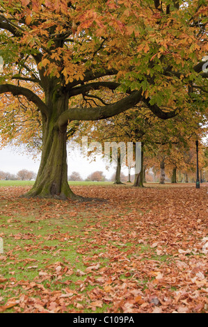 Baumallee in landschaftlich reizvoller Parklandschaft (farbenfrohe Herbstlaub-Baldachin & Teppich aus gefallenen Blättern) - The Stray, Harrogate, England, GB, Großbritannien. Stockfoto