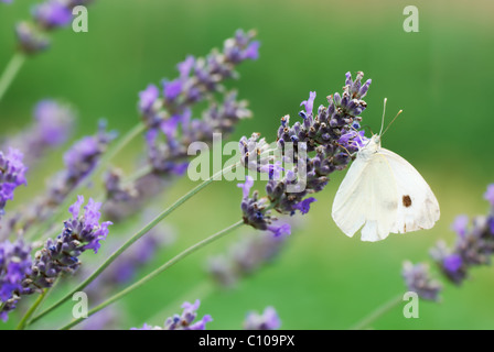 Kleiner weißer Schmetterling auf Lavendelblüten Stockfoto