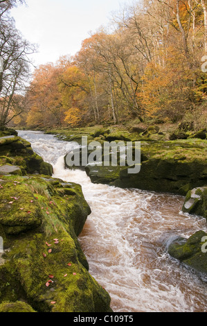 River Wharfe Wasser durch die Strid, einem schmalen Kanal zwischen Felsbrocken und Waldland - malerische Bolton Abbey Estate, Yorkshire Dales, England, Großbritannien fließt. Stockfoto