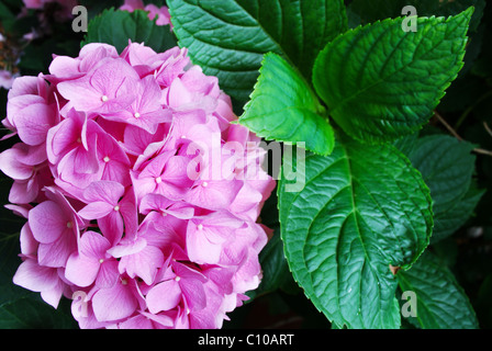 Rosa Hortensie Blüte und dunkelgrünen Blättern (selektiven Fokus auf Blumen) Stockfoto