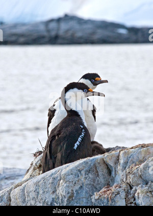 Antarktis oder Blue-Eyed Shags (Phalacrocorax Bransfieldensis) am Nest, Port Lockroy, antarktische Halbinsel Stockfoto