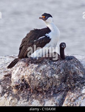 Antarktis oder Blue-Eyed Shag (Phalacrocorax Bransfieldensis) mit Küken im Nest, Port Lockroy, antarktische Halbinsel Stockfoto