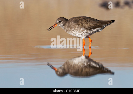 Einen Erwachsenen Rotschenkel-Angeln in einer Lagune Stockfoto