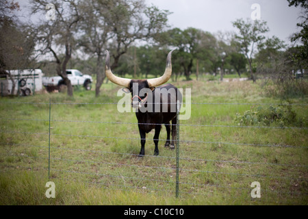 Texas Longhorn Stier stehend in einem Feld Stockfoto