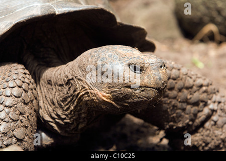 Galapagos-Schildkröte - Santa Maria (Floreana o Charles) Insel - Galapagos-Inseln, Ecuador Stockfoto