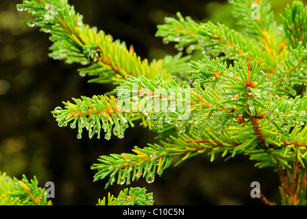 Fichtenzweig - Fichte Zweig 03 Stockfoto
