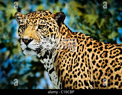 LEOPARD, JAGUAR HEAD AND SHOULDERS Stockfoto