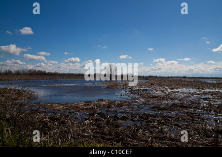 Eine zentrale Kalifornien Wildlife Refuge weland Stockfoto