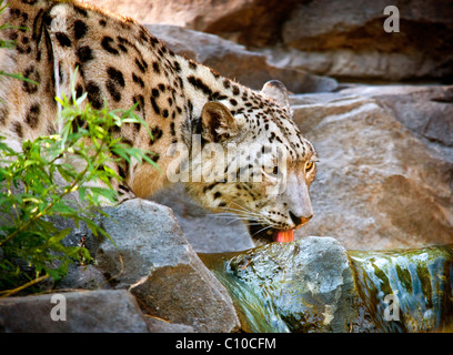 SNOW LEOPARD VON SEITE TRINKWASSER AUS BACH IN DEN FELSEN Stockfoto