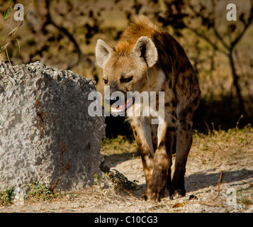 HEFTIGE AUSSEHENDE HYÄNE ZU FUß IN RICHTUNG KAMERA Stockfoto