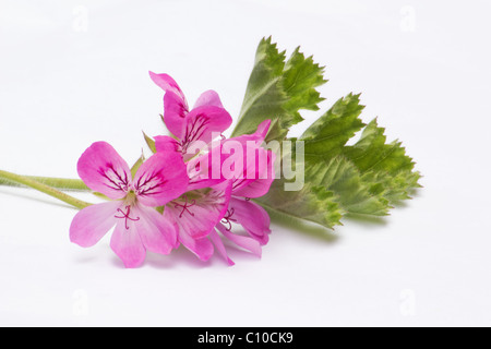 Nahaufnahme von Pelargonien und Blatt auf weißem Hintergrund Stockfoto