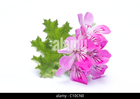 Nahaufnahme von Pelargonien Blume und Blatt auf weißem Hintergrund Stockfoto