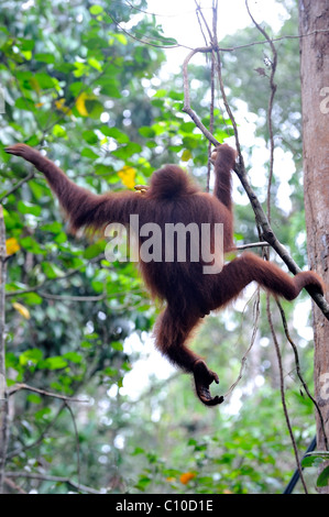 Bornesischen Orang-utan klettern auf einem Seil im Semenggoh Rehabilitationszentrum, Kuching, Sarawak, Malaysia, Insel Borneo zu füttern Stockfoto