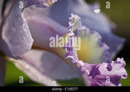 Großaufnahme von seltene blaue Cattleya Lueddemannina Coerulea Orchidee in Hawaii. Stockfoto