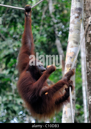 Bornesischen Orang-utan klettern auf einem Seil im Semenggoh Rehabilitationszentrum, Kuching, Sarawak, Malaysia, Insel Borneo zu füttern Stockfoto